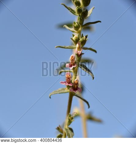 Bottom View Of Odontites Vernus Plant In Flower.