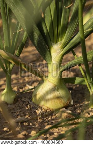Growing Onions In A Farm Field, A Seasonal Food, In The Agricultural Areas Surrounding Gallur, A Tow
