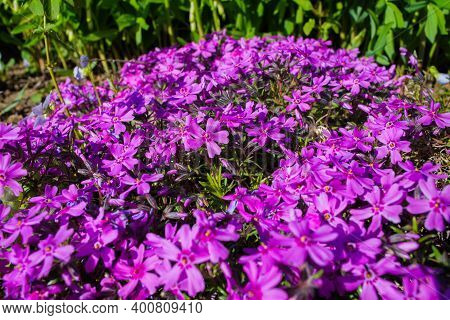 Beautiful Flowers Phlox Awl-shaped (phlox Subulata) Close-up In The Garden. Soft Selective Focus.