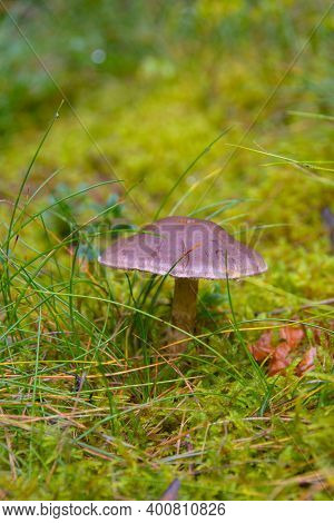 Toadstool Grebe Fungus Dabchick In Wet Forest