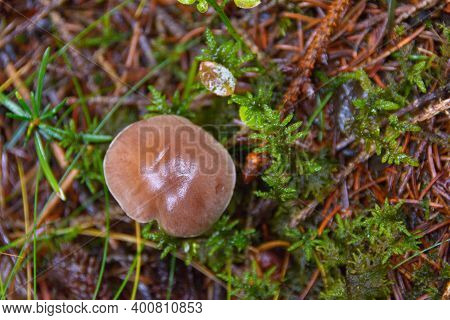 Toadstool Grebe Fungus Dabchick In Wet Forest