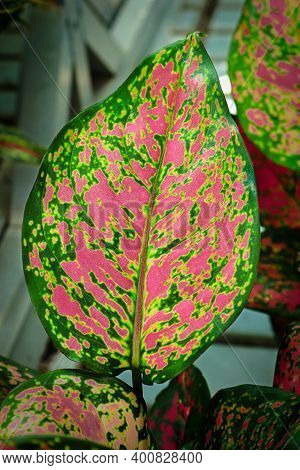Vibrant Green And Pink Aglaonema Houseplant Leaves