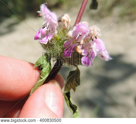 Fingers Holding  Wildflower Ognevik Tuber (phlomoídes Tuberósa )