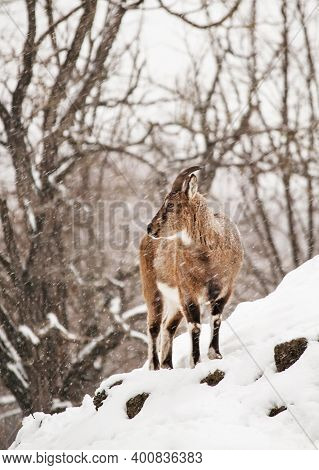 Wild Blue Sheep  Pseudois Nayaur Under The Snow On A Cloudy Winter Day In The Rock, Selective Focus