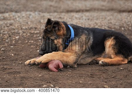 Cute Little Puppy Of Black And Red German Shepherd Dog Lies On Dog Playground Next To Rubber Pig Toy