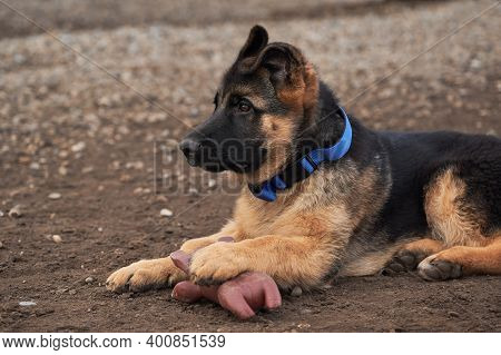 Cute Little Puppy Of Black And Red German Shepherd Dog Lies On Dog Playground Next To Rubber Pig Toy