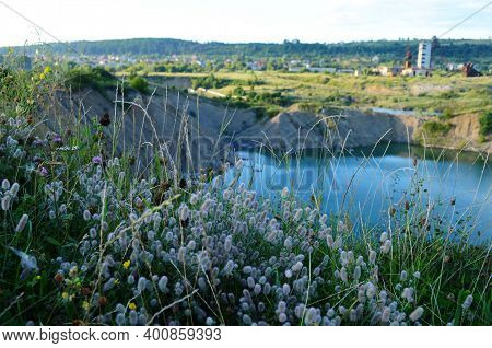 Haresfoot Clover Or Rabbitfoot Clover , Trifolium Arvense