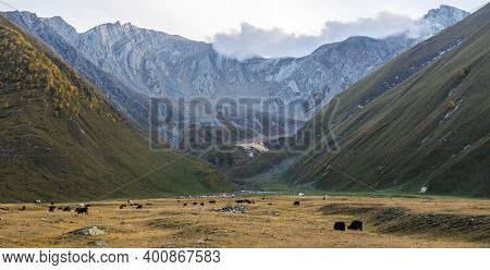 Brown And Black Cows In Open Area With Stunning Mountain Landscape Background. Truso Valley. Kazbegi