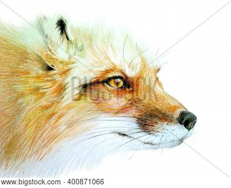 Drawing Color Portrait Of Fox. Wild Foxy On White Background.