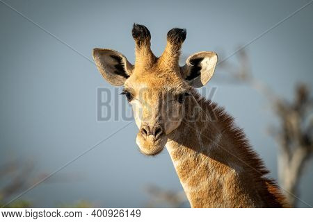 Close-up Of Southern Giraffe Head Eyeing Camera