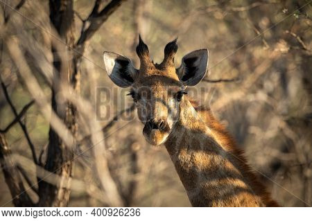 Close-up Of Southern Giraffe Staring In Trees