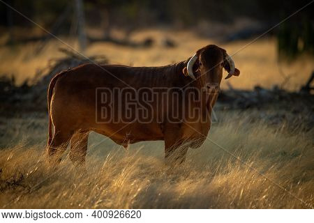 Cow Standing In Long Grass Eyeing Camera