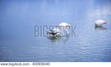 Young Flamingo Looks For Food In The Molentargius Pond In Cagliari, Southern Sardinia