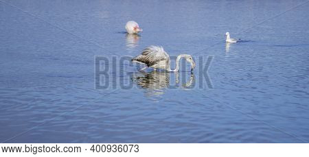 Young Flamingo Looks For Food In The Molentargius Pond In Cagliari, Southern Sardinia