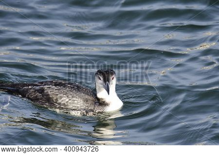 A Picture Of A Common Loon Swimming In The Ocean.   White Rock Bc Canada