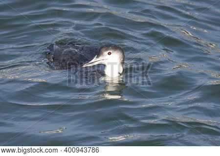 A Picture Of A Common Loon Swimming In The Ocean.   White Rock Bc Canada
