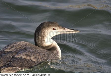 A Closeup Of A Common Loon Swimming In The Ocean.   White Rock Bc Canada