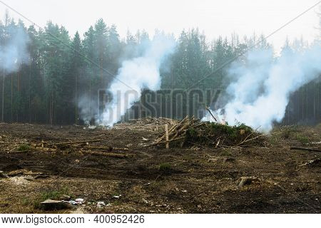 Sanitary felling of trees infected with eight teeth-typographus (IPS typographus). Moscow oblast. Ru