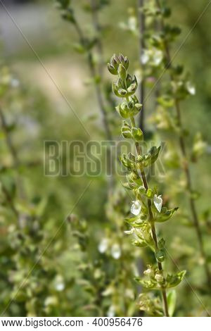 Yellow Germander Flowers - Latin Name - Teucrium Flavum
