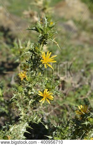Common Golden Thistle Flower Bud - Latin Name - Scolymus Hispanicus