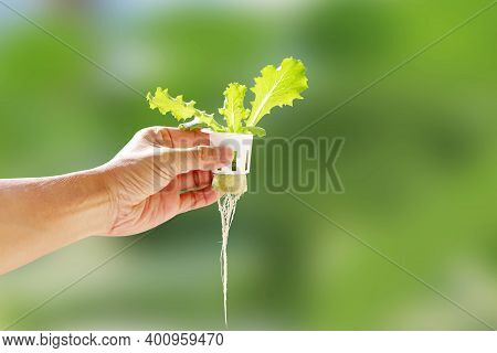 Hand Of Young Man Holding A White Hydroponic Pot With Vegetable Seedlings Growing On A Sponge. Grow 