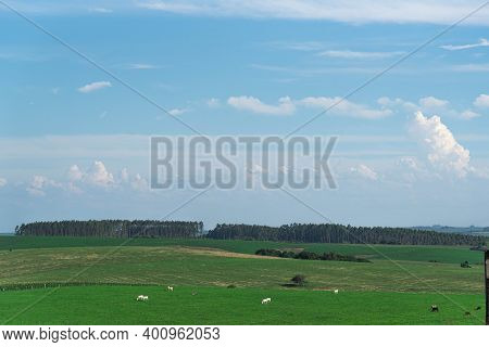 Large Farm Of Extensive Breeding Of Nellore Cattle In Southern Brazil