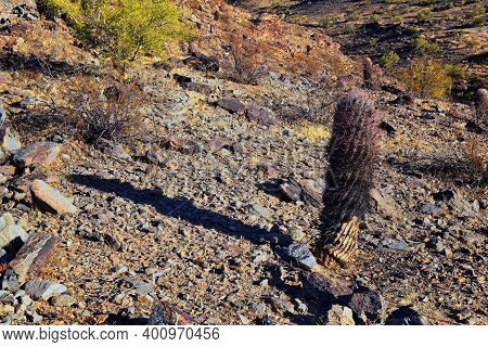 Barrel Cactus, Ferocactus Wislizeni Cactaceae Also Known As Arizona, Fishhook, Candy Or Southwestern