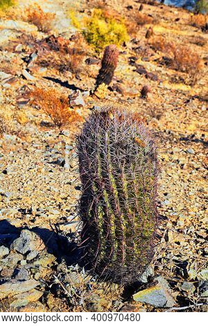 Barrel Cactus, Ferocactus Wislizeni Cactaceae Also Known As Arizona, Fishhook, Candy Or Southwestern