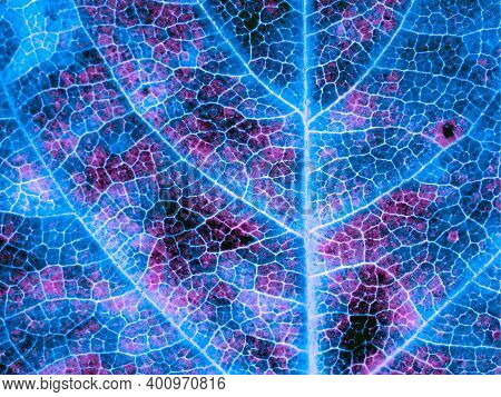 A Leaf Of A Tree Close-up. Dark Catchy Background Or Wallpaper. Mosaic Blue And Violet Pattern Of Ne