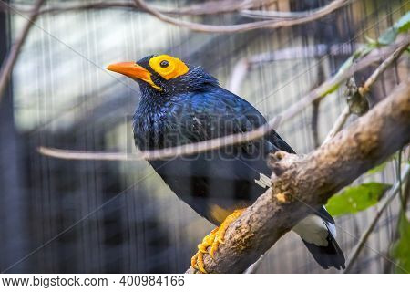 Yellow-faced Myna (mino Dumontii) Bird On A Branch. Is A Species Of Starling In The Family Sturnidae