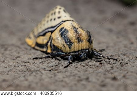 Adult Hieroglyphic Moth