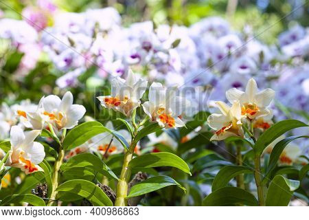 Dendrobium Orchid White In The Nature.dendrobium Draconis.