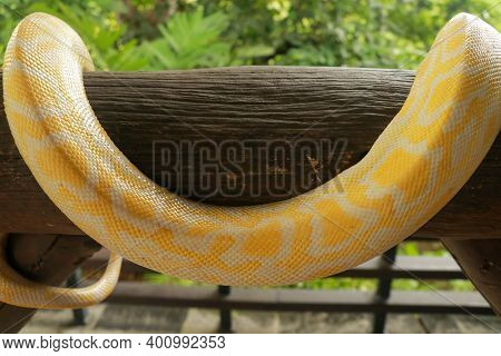 Python Molurus Bivittatus Albino. Adult Individual Snake Strangler On Dry Branch