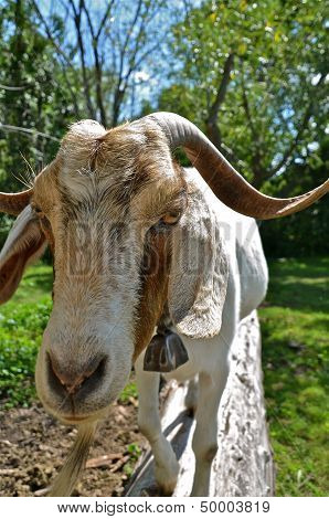 a billy goat standing and staring on a log