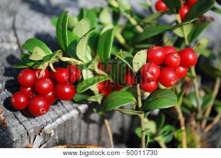 The ripe berries of cowberries.
