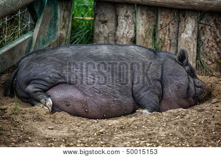 Large pot bellied pig sleeping in the farmyard dirt.