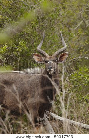 Male Nyala South Africa