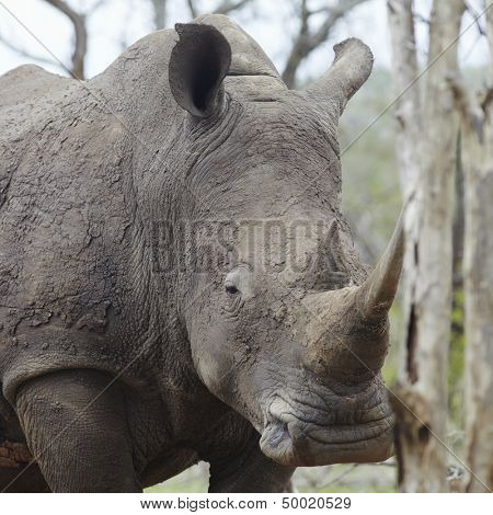 Rhinoceros with sleepy eye