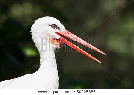 Head Of A Stork