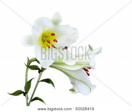 Big Lily