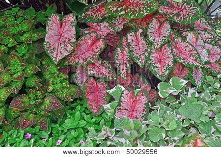 Pink and Green and Purple