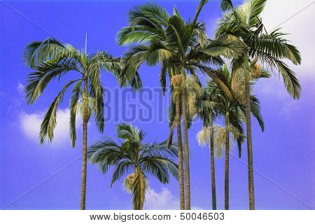 Palm