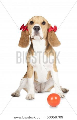 Young Beagle