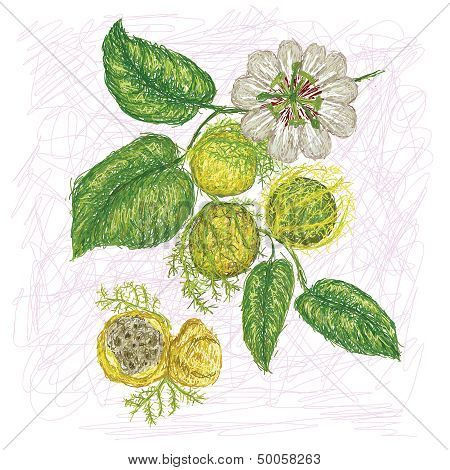 Wild Passion Fruit