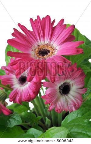 Gerbera