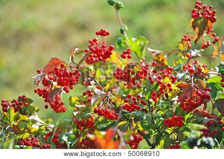Some ripe viburnum on branch