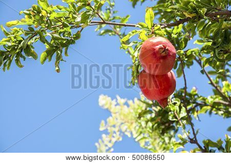 Pomegranate