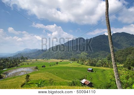 paddy field in a rural village in Batu Sangkar, West Sumatera, Indonesia.