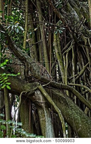 Tangle Roots