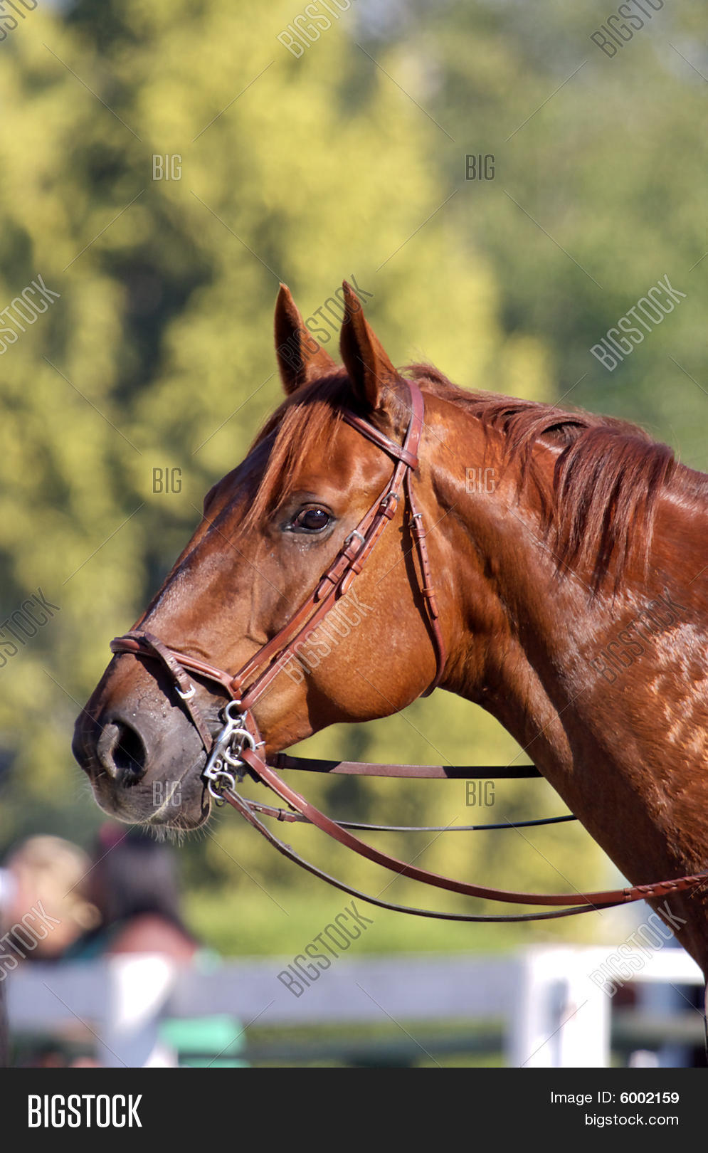 Horse Headshot Image & Photo (Free Trial) | Bigstock